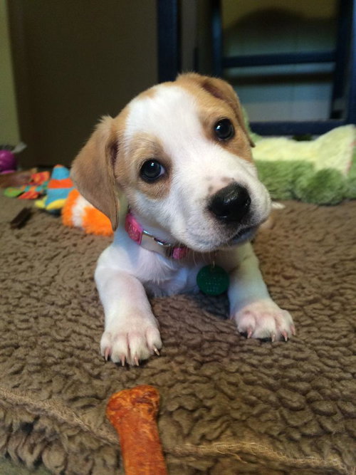 Dixie