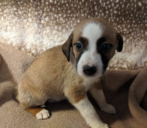 Pepper