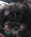 Huck