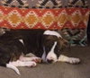 Akita
