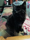 Pepper