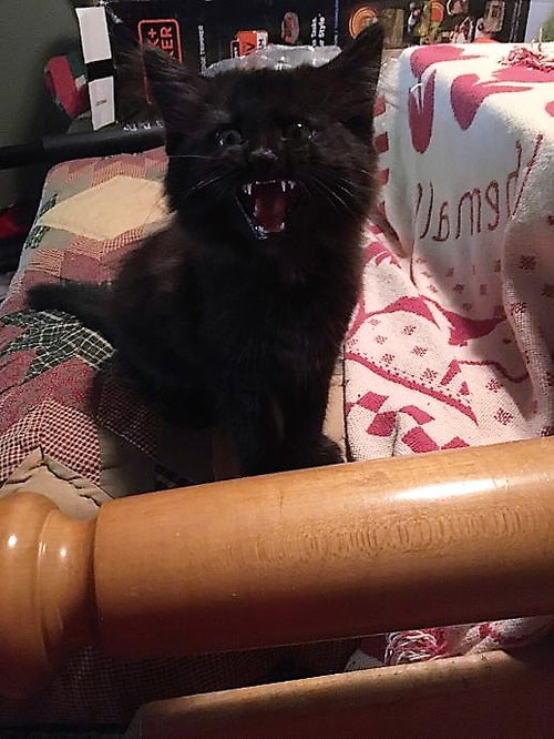 Pepper