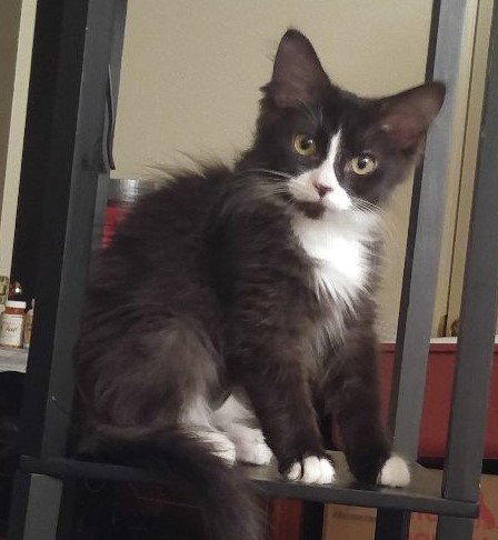 Lola
