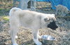 Kodiak