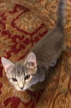 Oliver