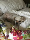 Dixie Lou