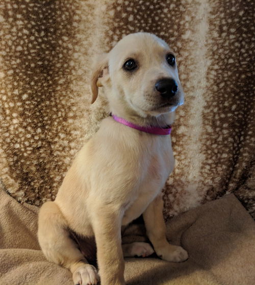 Sadie