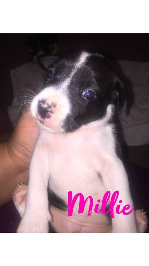 Millie