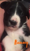 Benny