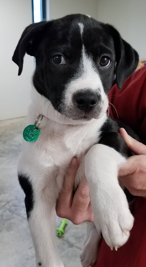 Milo