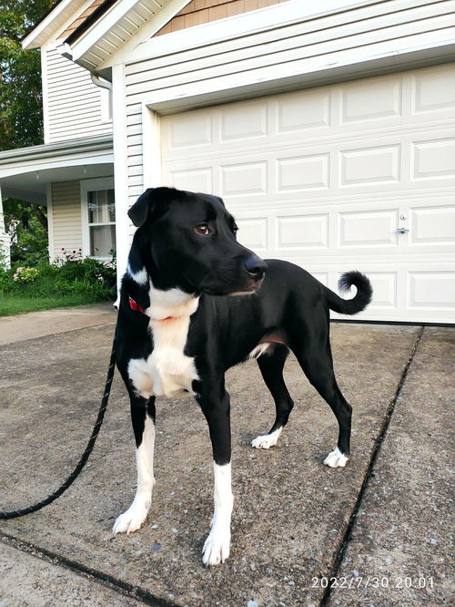 Taz