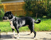 Taz