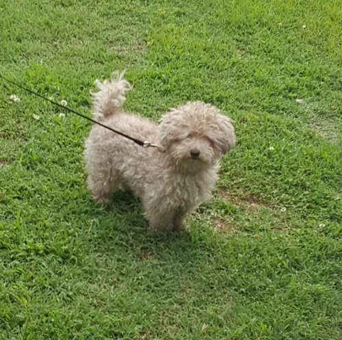 Mokie