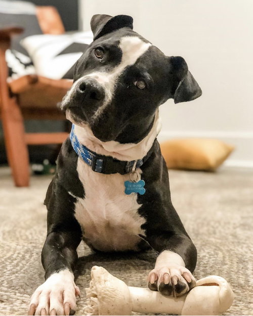 Koa