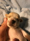 Gertie