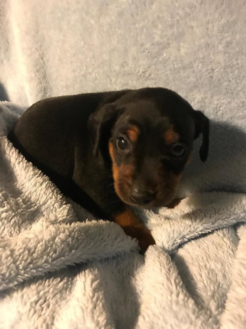 Dudley