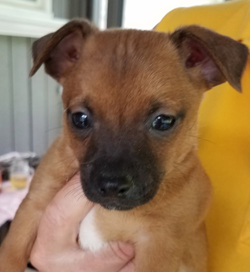 Ringo