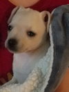 Dolly
