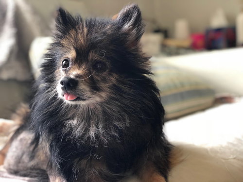 Piper