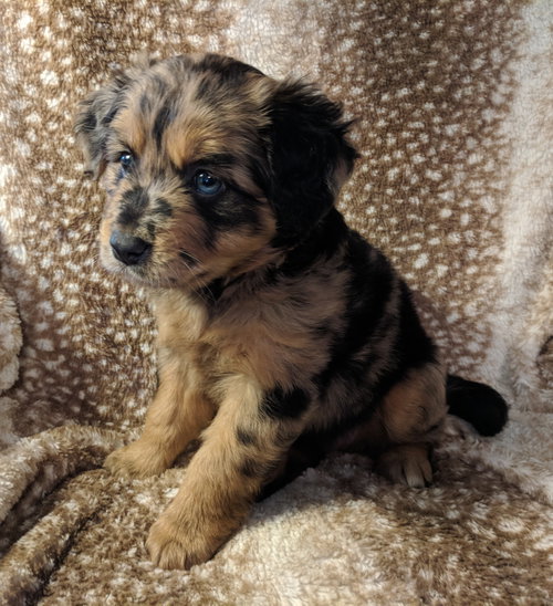 Bella Boo