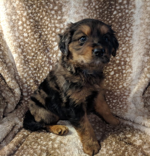 Beau