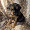 Beau