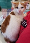 Ollie