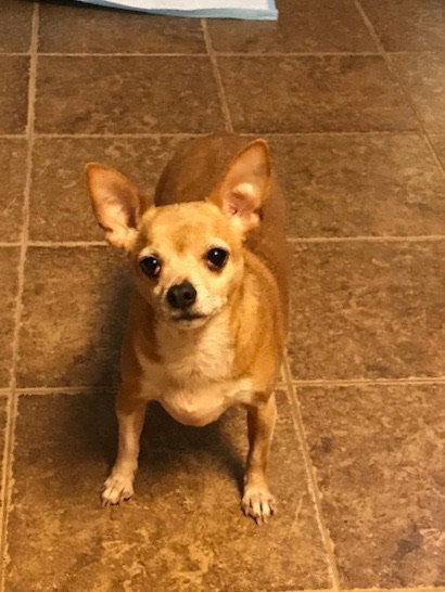 JoJo