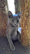 Pewter