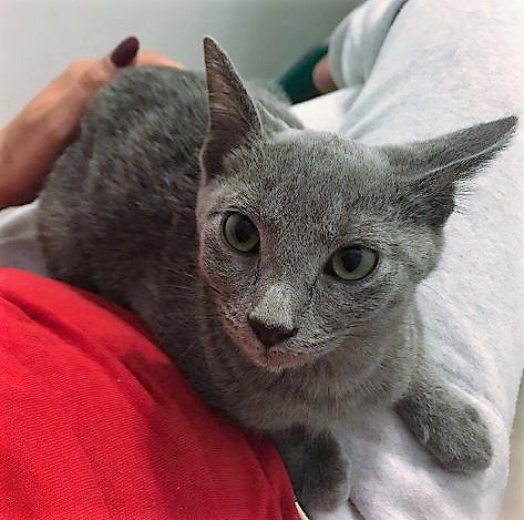 Pewter