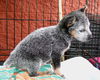 Eliza - East Tennessee