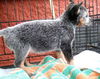 Eliza - East Tennessee