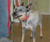 Roxie