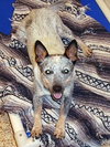 Roxie