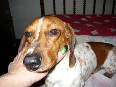 Hutch