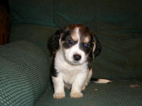 Darby - M