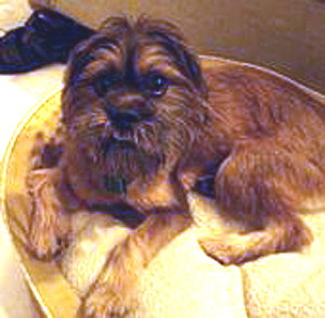 Bagel