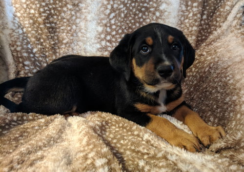 Milo