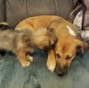 Lassie