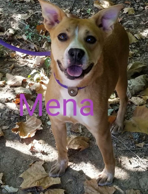 Mena