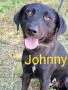 Johnny Rocket