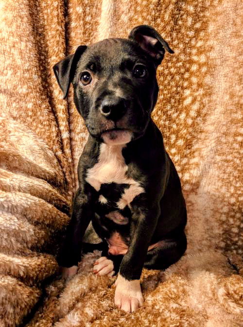 Kylo