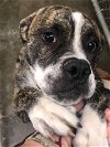 adoptable Dog in , TN named Mr Duke