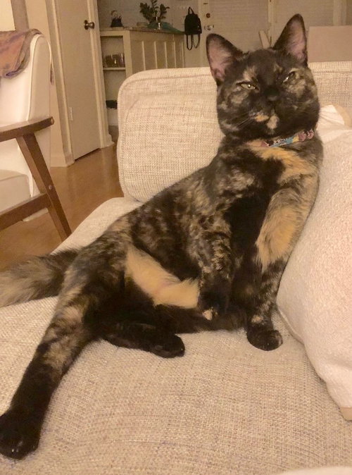 Harlow