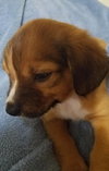 Marley