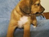 Marley