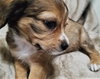 Dobby