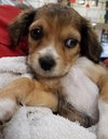 Dobby