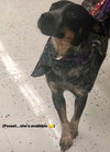 Mahala