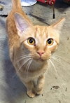 Ginger